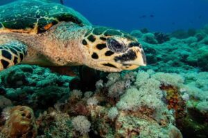 Of Turtles and Men 3 FB IMG 1572355015267 1