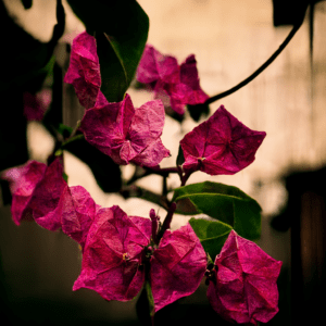 XLVII 2 stephentalla Your bougainvillea that has since entwined And fra 80ecdae9 dc93 4ce1 9e2d 28571cc118d2