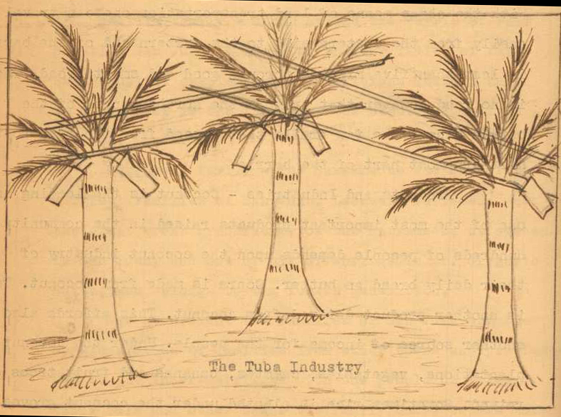 Historical and Cultural Life of San Juan, Baao, Camarines Sur 3 10 tuba
