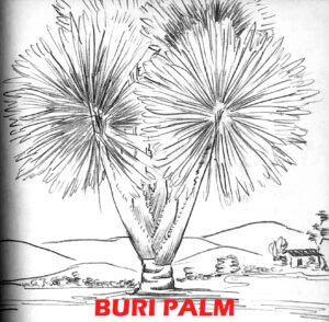 7 buri