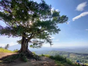 Century Tree at Antipolo, Baao
